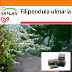 SAFLAX - Aed kotis - Meadowsweet - 500 seemet - Substraadiga sobivas p&uuml;stises kotis - Filipendula ulmaria