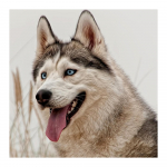 DIY 3D teemantmaaling loomakoerte tikandid ristpistes k&auml;sit&ouml;&ouml;na kodukaunistus Full Round 20x20CM