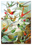 Plakat rajskie ptaki kompozycja 21x29,7 cm A4
