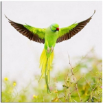 T&auml;ielik 5D Teemantmaaling Kollane papagoi loom tikandid Ristpistes Kodukaunistus K&auml;sitsi valmistatud kingitus 25x25cm