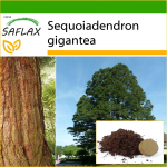 SAFLAX &ndash; California hiiglaslik punapuu &ndash; 50 seemet &ndash; Potisubstraadiga paremaks kasvatamiseks &ndash; Sequoiadendron gigantea
