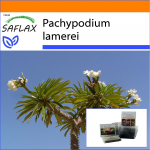 SAFLAX - Aed kotis - Madagaskari palm - 10 seemet - Substraadiga sobivas p&uuml;stijas kotis - Pachypodium lamerei