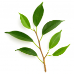 100 Graines de Figuier Pleureur (Ficus benjamina)