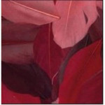 Plumes d'oie coup&eacute;es - Cama&iuml;eu Rouge - Sachet de 10g - Longueur 6 cm