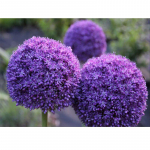 Teemantmosaiiktikandid Ristpistes Teemantmaaling Seinakleebis Teemanttikandid 20X30CM