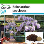 SAFLAX - Bonsai - Aafrika Wisteria puu - 15 seemet - Potisubstraadiga paremaks kasvatamiseks - Bolusanthus speciosus