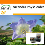 SAFLAX - Aed kotis - Peruu &otilde;un - 100 seemet - Substraadiga sobivas p&uuml;stijas kotis - Nicandra physaloides