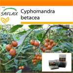 SAFLAX - Aed kotis - Tamarillo - 50 seemet - Substraadiga sobivas p&uuml;stises kotis - Cyphomandra betacea