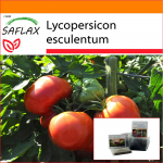 SAFLAX - Aed kotis - Tomat - Rose de Berne - 10 seemet - Substraadiga sobivas p&uuml;stijas kotis - Lycopersicon esculentum