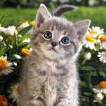 Teemantmaaling Loom armas kass Teemanttikandid Ringikujulised kivid N&auml;ita kodukaunistust Full Round 20x20CM