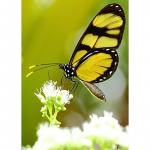 DIY Butterfly 5D Teemantmaali Ristl&otilde;ike komplektid T&auml;is&uuml;mmargused puurid Teemantkristallmosaiigist tikkimise kinkekomplektid Seinakunst Full Round 20x30CM