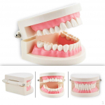 Dental Teach Typodonti n&auml;idishammaste igememudel patsientide uurimiseks