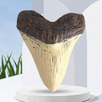 Kodu kaunistus Hiiglaslik Megalodoni Hammas 5-tolline Pitsahamba Mudel Merebioloogia &Otilde;ppevahendid Beež Haim Hammaste Fossiil Parimad Kingitused CHINA