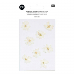 Delphiniums blancs s&eacute;ch&eacute;s et press&eacute;s