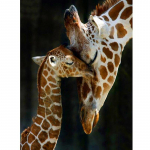 5D Kaelkirjak Teemantmaal T&auml;is&uuml;mmargune teemanttikandid Loomamosaiikpilt Rhinestones Mosaiik Ristpistes Kunstkingitus Full Round 15x20CM