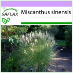 SAFLAX &ndash; Hiina h&otilde;behein &ndash; 200 seemet &ndash; Miscanthus sinensis