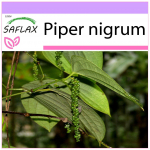 SAFLAX - Paprikataim - 20 seemet - Piper nigrum