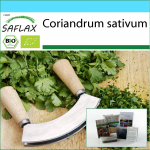 SAFLAX - Kinkekomplekt - Orgaaniline - Koriander - 150 seemet - Koos kinkekarbi, kaardi, etiketi ja potisubstraadiga - Coriandrum sativum