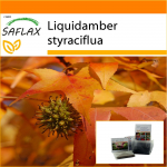 SAFLAX - Aed kotis - American Sweet Gum - 100 seemet - Substraadiga sobivas p&uuml;stijas kotis - Liquidamber styraciflua