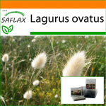 SAFLAX - Aed kotis - Bunny Tail Grass - 100 seemet - Substraadiga sobivas p&uuml;stijas kotis - Lagurus ovatus