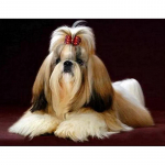 Full Drill Diamond Mosaiic Color Dog Kits 5D Teemantmaaling Loomatikandid Lastele Kingitus Kodukaunistus Full Round 20x25CM