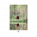 P&otilde;hjamaade Skandinaavia mets P&auml;ikeset&otilde;us Muru L&otilde;uend Maali loodus Maastik Plakat Seina Kunstitr&uuml;kk Maakoha fotograafia Pildid A4 21x30cm No Frame