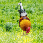 Kana-loomakuju panused, kanakaunistused, akr&uuml;&uuml;lm&auml;rgiga aed &otilde;ues Style A