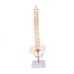 Human Spine Model Display Stand Detailed 45 cm Scientific Teaching Aid Spinal Cord