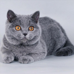 T&auml;ispuur &uuml;mmargune/ruudukujuline teemantmaaling kass 5D DIY teemanttikandid looma mosaiik ristpistes seinakunst k&auml;sitsi valmistatud kingitus Full Square 60x60CM roheline