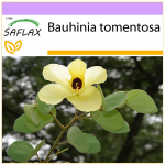 SAFLAX &ndash; Kollane orhideepuu &ndash; 30 seemet &ndash; Bauhinia tomentosa