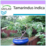 SAFLAX - Bonsai - Tamarind - 4 seemet - Tamarindus indica