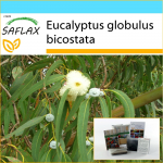 SAFLAX &ndash; kinkekomplekt &ndash; Tasmaania sinikas &ndash; 100 seemet &ndash; Koos kinkekarbi, kaardi, etiketi ja potisubstraadiga &ndash; Eucalyptus globulus