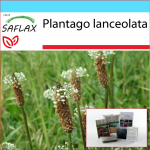 SAFLAX - Kingikomplekt - Inglise jahubanaan - 100 seemet - Koos kinkekarbi, kaardi, etiketi ja potisubstraadiga - Plantago lanceolata