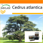 SAFLAX - Aed kotis - P&otilde;hja-Aafrika Atlase seeder - 20 seemet - Substraadiga sobivas p&uuml;stijas kotis - Cedrus atlantica
