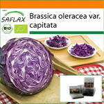 SAFLAX &ndash; Aed kotis &ndash; Mahe &ndash; Punane kapsas &ndash; Punane trummipea &ndash; 250 seemet &ndash; Substraadiga sobivas p&uuml;stises kotis &ndash; Brassica oleracea