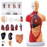 11-tolline inimese keha mudel anatoomia jaoks, 15 osa eemaldatav inimese torso anatoomiline mudel s&uuml;dame, pea, kolju, ajuga, skeletiga, seedes&uuml;steemi mudel Human body model