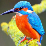 Teemanttikandid Kingfisher t&auml;is&uuml;mmargune teemantv&auml;rviline lind t&auml;is&uuml;mmargune teemantmaaling ristpistes 30x30CM