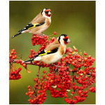 DIY 5D teemantmaaling Teemant-teemanttikandid Lilled ristpistes 20X30CM