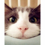 5D teemantmaal Armas kassi teemanttikandid t&auml;isekraaniga teemantmosaiigist ristpistega pilt 20X30CM