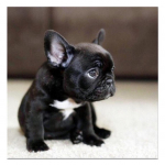 T&auml;ielik 5D Teemantmaaling Must koer Teemanttikandid Ristpistekomplektid Kodukaunistus K&auml;sitsi valmistatud kingitused Round 25x25cm