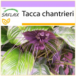 SAFLAX - Black Bat Flower - 10 seemet - Tacca chantrieri