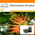 SAFLAX &ndash; Aed kotis &ndash; Tulerattapuu &ndash; 20 seemet &ndash; Substraadiga sobivas p&uuml;stijas kotis &ndash; Stenocarpus sinuatus