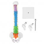 Selgroo mudel PVC 45cm V&auml;rvikoodiga Miniatuur koos Reieluu Komplektiga &Otilde;ppimiseks &Otilde;petamiseks