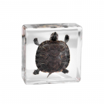 P&auml;ris kaheksajalg kilpkonn loomade n&auml;idis vaigus teadusklassile, teadusharidus, suurep&auml;rane kingitus taksidermia f&auml;nnidele