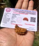 LAB SERTIFITSEERITUD 1 Mukhi RUDRAKSHA Ekmukhi Rudraksh 1 tk Iskon Gem Testing Laboratory, Jooga Palve Tervendamine Meditatsioon Tasuta saatmine One Size