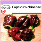 SAFLAX - Chili - Habanero &scaron;okolaad - 10 seemet - Capsicum chinense