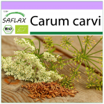 SAFLAX &ndash; Mahe &ndash; K&ouml;&ouml;mned &ndash; 800 seemet &ndash; Carum carvi