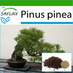 SAFLAX - Bonsai - Kivim&auml;nd - 6 seemet - Potisubstraadiga paremaks kasvatamiseks - Pinus pinea