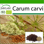 SAFLAX - Orgaaniline - K&ouml;&ouml;mne - 800 seemet - Potisubstraadiga paremaks kasvatamiseks - Carum carvi