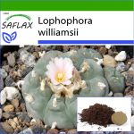 SAFLAX - Peyote - 20 seemet - Potisubstraadiga paremaks kasvatamiseks - Lophophora williamsii